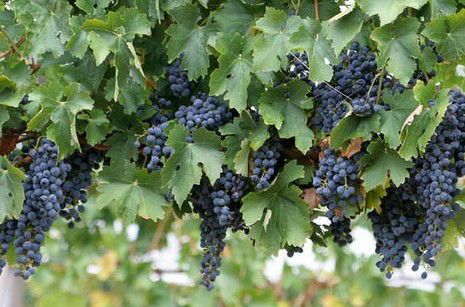 South Burnett Wine Trail - Darwin Tourism 0