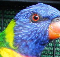 Fraser Coast Wildlife Sanctuary - Darwin Tourism