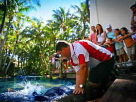 The Living Reef On Daydream Island - Darwin Tourism 0