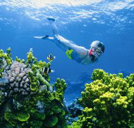 Wheeler Reef Dive Site - Darwin Tourism