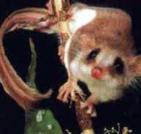 Carrowong Fauna Sanctuary - Darwin Tourism