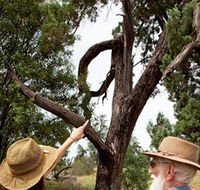 Charleville - Outback Native Timber Walk - Darwin Tourism
