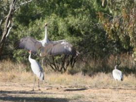 Bulloo River Walk - Darwin Tourism 0