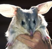 Charleville - Bilby Experience - Darwin Tourism