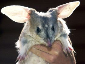 Charleville - Bilby Experience - Darwin Tourism 0