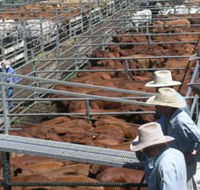 Dalrymple Sales Yards - Cattle Sales - Darwin Tourism