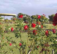 Elizabeth Park Rose Gardens - Darwin Tourism