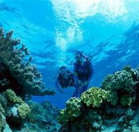 Coral Gardens Dive Site - Darwin Tourism