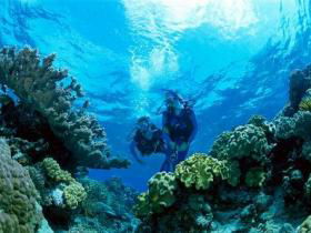 Coral Gardens Dive Site - Darwin Tourism 0