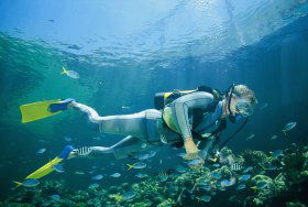Manta Ray Bommie Dive Site - Darwin Tourism 0