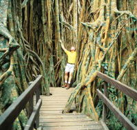 Curtain Fig Tree - Darwin Tourism