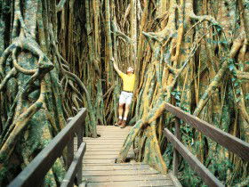 Curtain Fig Tree - Darwin Tourism 0