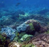 Hoffman's Rocks Dive Site - Darwin Tourism