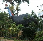 The Big Cassowary - Darwin Tourism
