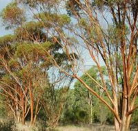 Myall Park Botanic Garden - Darwin Tourism