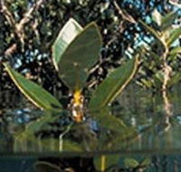 Jawbone Marine Sanctuary - Darwin Tourism