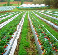 Kookaberry Strawberry Farm - Darwin Tourism