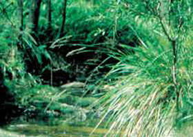 Blackwood VIC Darwin Tourism
