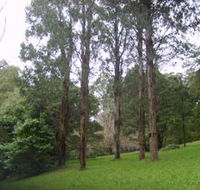 Mount Dandenong Arboretum - Darwin Tourism