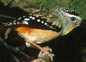 Benalla VIC Darwin Tourism