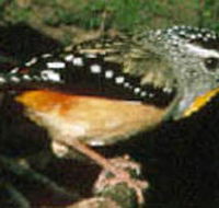 Reef Hills State Park - Darwin Tourism