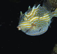 Mushroom Reef Marine Sanctuary - Darwin Tourism
