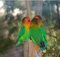 Ballarat Bird World - Darwin Tourism