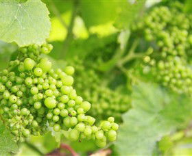 Waratah Hills Vineyard - Darwin Tourism 0