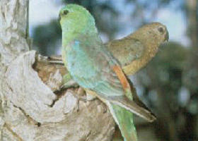 Lake Albacutya Regional Park - Darwin Tourism 0