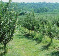 Pettys Orchard - Darwin Tourism