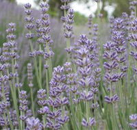 Warratina Lavender Farm - Darwin Tourism
