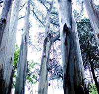 Dandenong Ranges National Park - Darwin Tourism