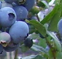 Tuckerberry Hill - Darwin Tourism