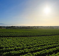 GREENSTONE VINEYARDS - Darwin Tourism