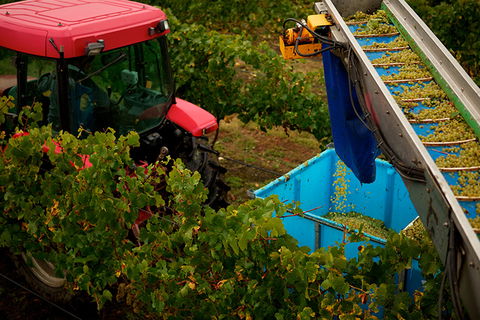 GREENSTONE VINEYARDS - Darwin Tourism 3