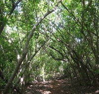 Eucalypt Trail - Darwin Tourism