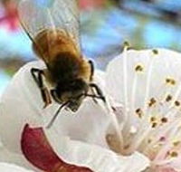 Clayridge Honey - Darwin Tourism