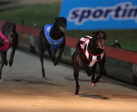 Dapto Dogs - Darwin Tourism 0