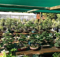 Bonsai at the Bay - Darwin Tourism