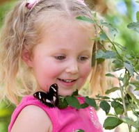 Coffs Harbour Butterfly House - Darwin Tourism