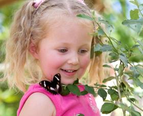 Coffs Harbour Butterfly House - Darwin Tourism 0