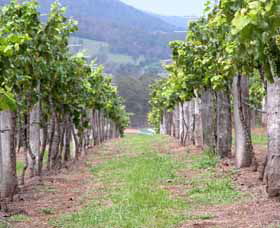 Villa D Esta Vineyard - Darwin Tourism 1