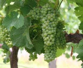 Roses Vineyard At Innes View - Darwin Tourism 4