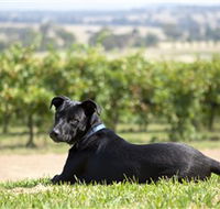 Moothi Estate Vineyard and Cellar Door