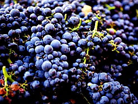 Nandroya Vineyard - Darwin Tourism 0
