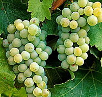 Clover Hill Vineyard - Darwin Tourism