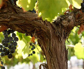 Blackjack Vineyards - Darwin Tourism 0