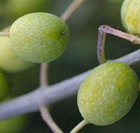 Montalto Vineyard and Olive Grove - Darwin Tourism