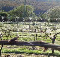Three Willows Vineyard