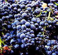 Tolpuddle Vineyard - Darwin Tourism